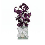 GOTA - ORQUÍDEA DENFALIS - P