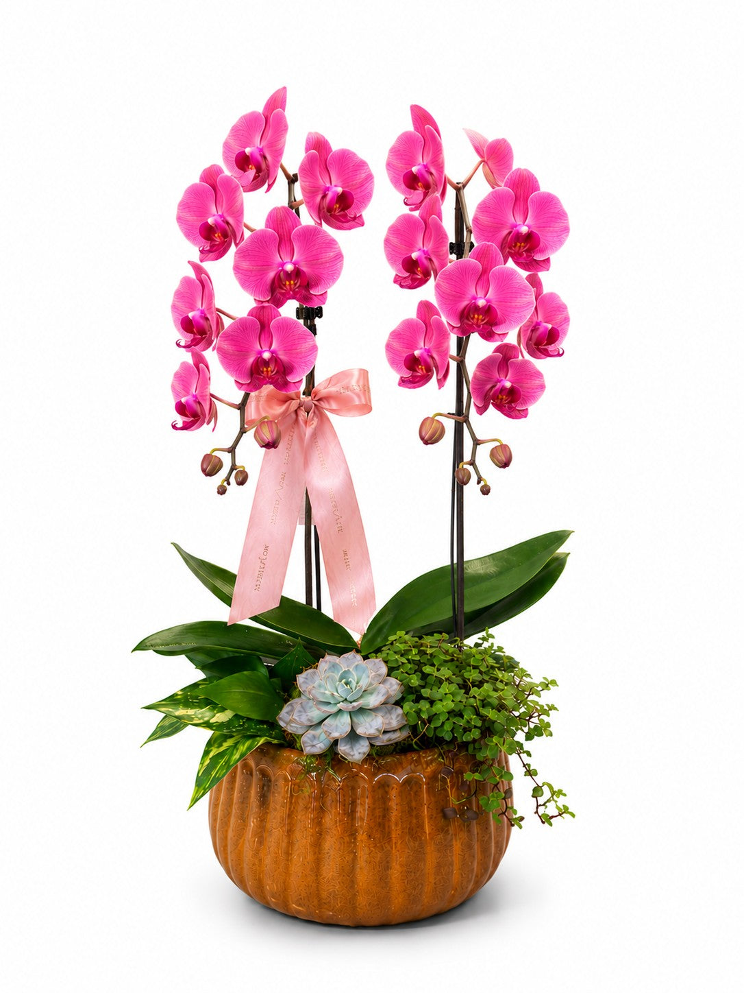 GARDEN DE ORQUÍDEA PINK