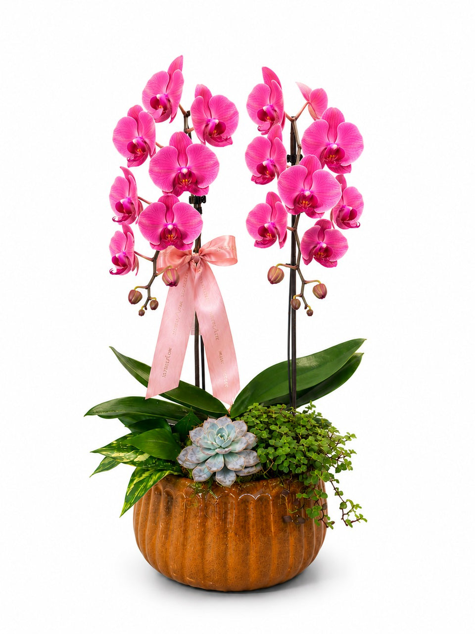 GARDEN DE ORQUÍDEA PINK