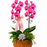 GARDEN DE ORQUÍDEA PINK