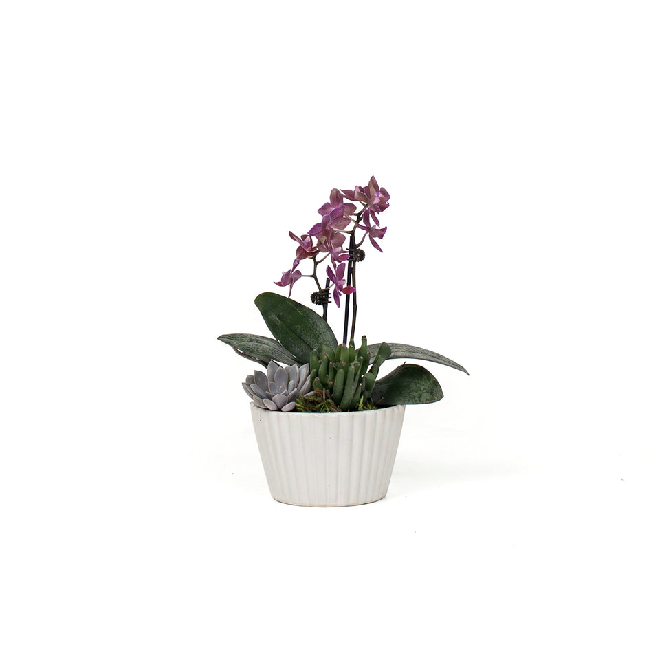 MINI GARDEN - VIVENCE