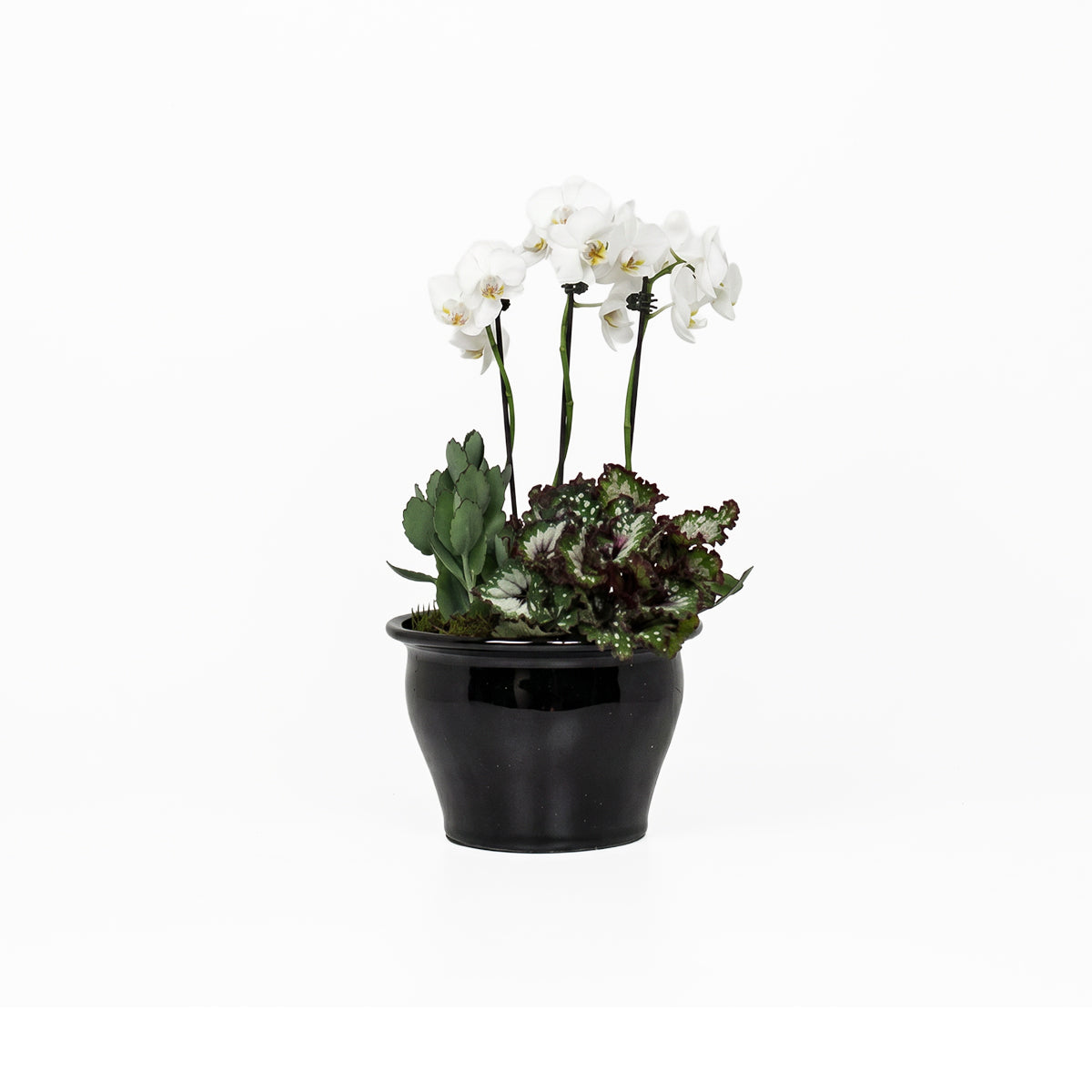 MINI GARDEN - OPERA