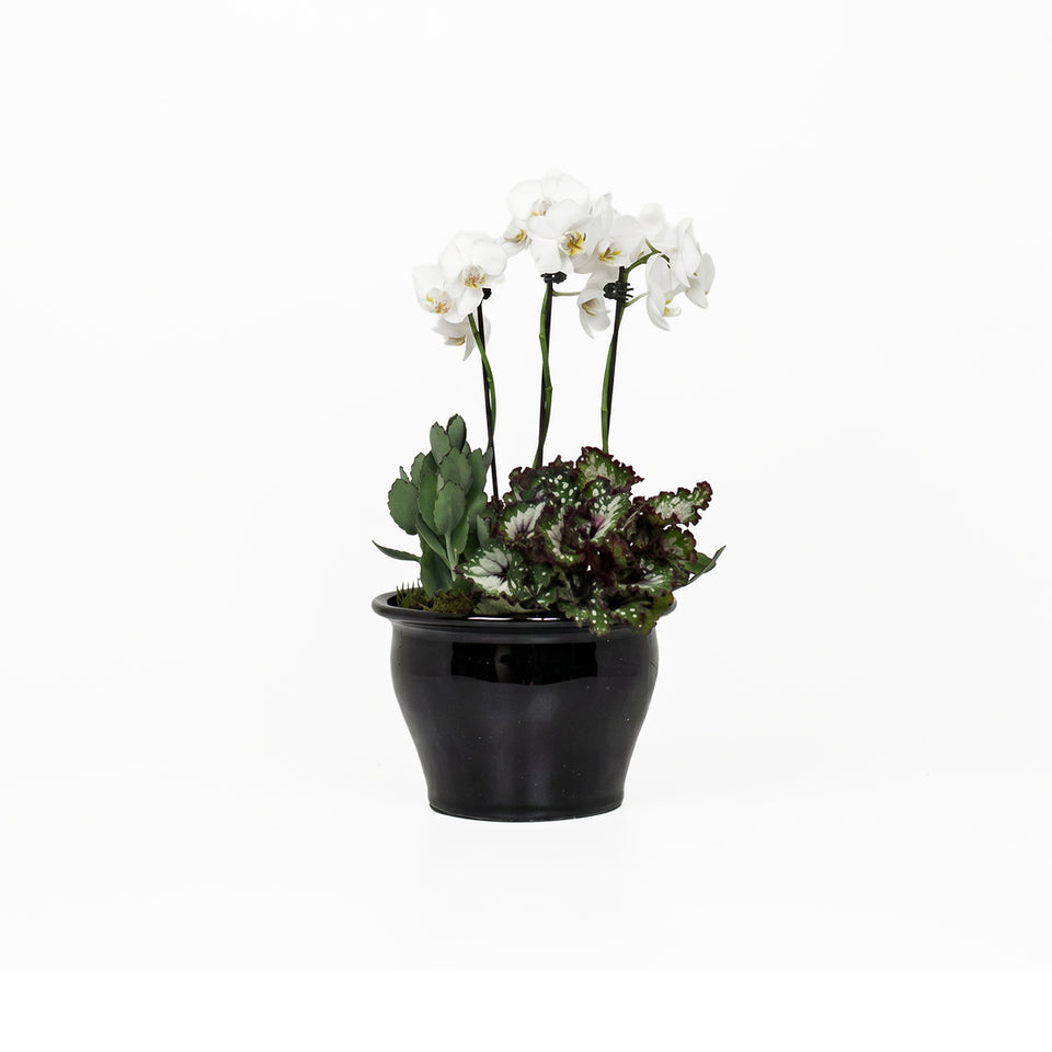 MINI GARDEN - OPERA