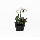 MINI GARDEN - OPERA