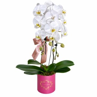 ORQUÍDEA PHALAENOPSIS BRANCA